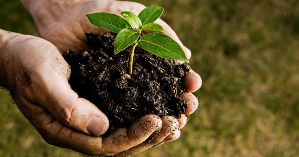 TRG to Plant 1000 Trees at Long Hai Beach